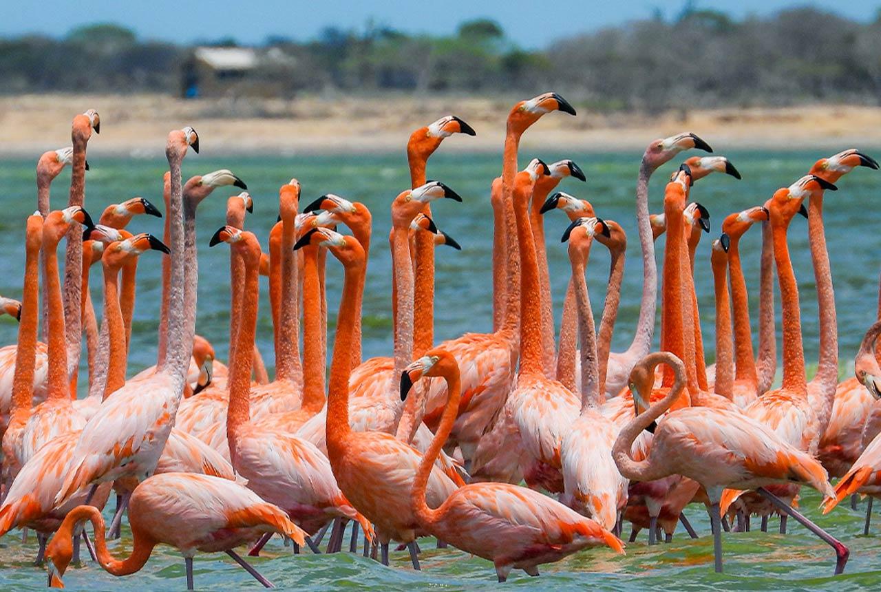 SFF Los Flamencos (Camarones)